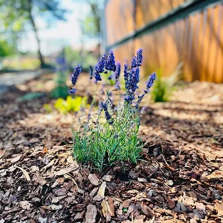 בית נופש Projekt *