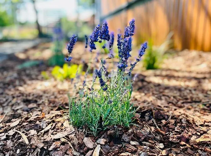 Сasa de vacaciones Projekt *